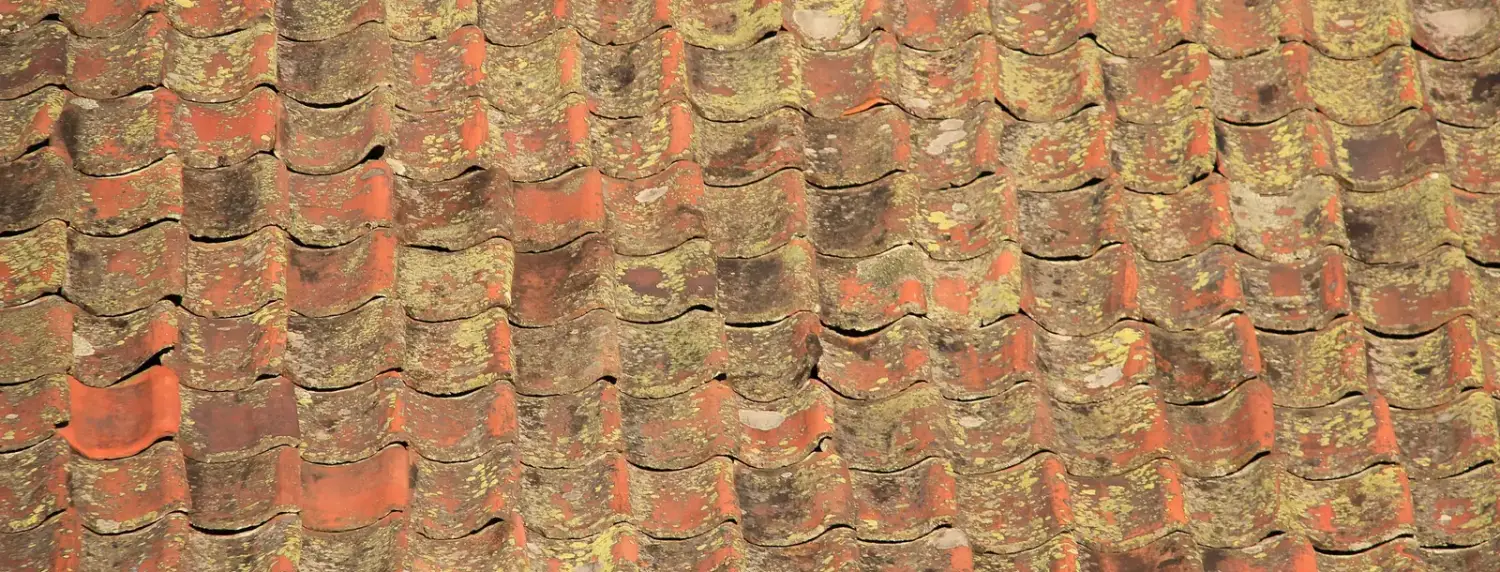 Tuiles canal anciennes couvertes de lichens jaunes et de mousses, vues de près sur un toit