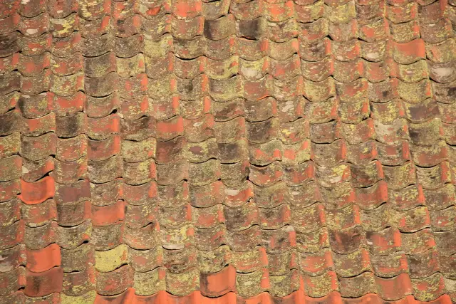 Tuiles canal anciennes couvertes de lichens jaunes et de mousses, vues de près sur un toit