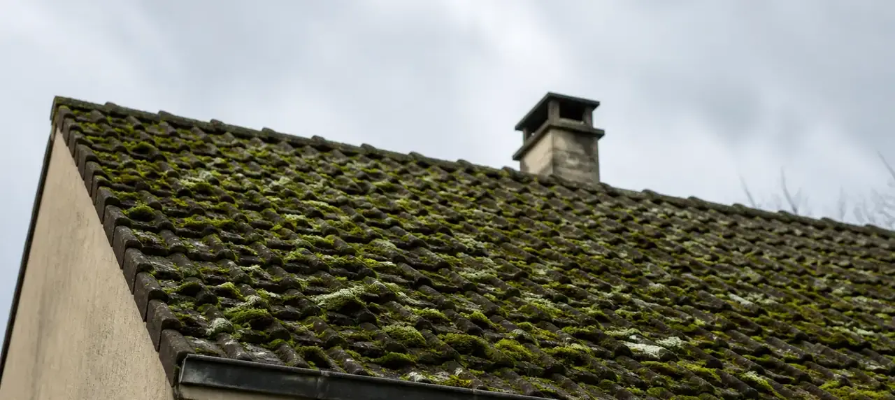 Pan de toit en tuiles mécaniques couvert de mousse verte côté nord, vu depuis le jardin