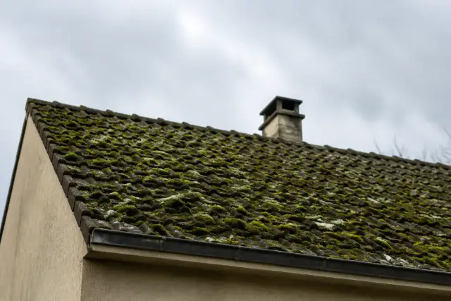 Pan de toit en tuiles mécaniques couvert de mousse verte côté nord, vu depuis le jardin