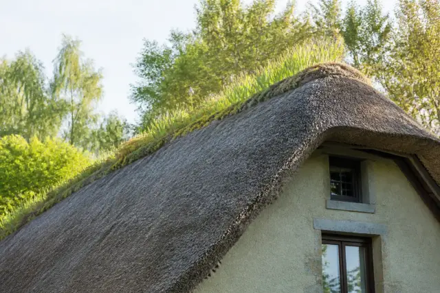 Maison basse couverte d’un épais toit de chaume en roseau, faîtage en terre planté d’iris